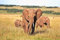 Klassisches Puzzle 1500 Teile 3 Elefanten Im Gras Unisex-Spiele