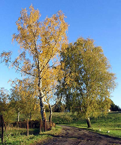 Hänge-Birke -Betula pendula- 1000+ Samen