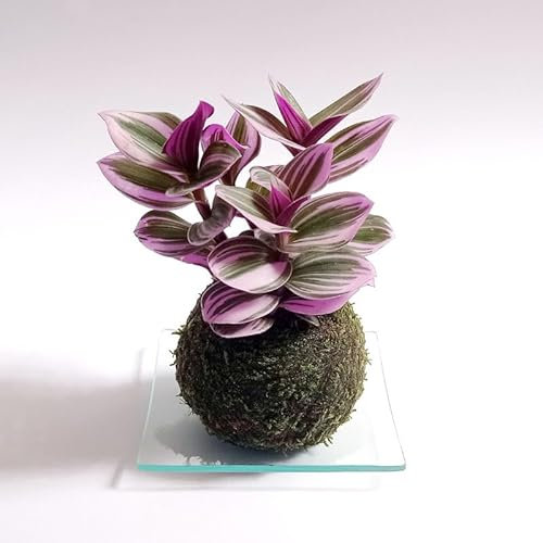 Kokedama Nanouk | Kokedama Interior | Bola de Musgo | Planta Natural | Planta Interior | Decoración | Planta estilo Japonés