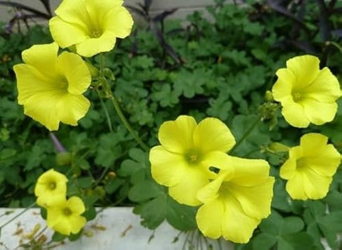 100 graines de fleurs d'Oxalis jaune