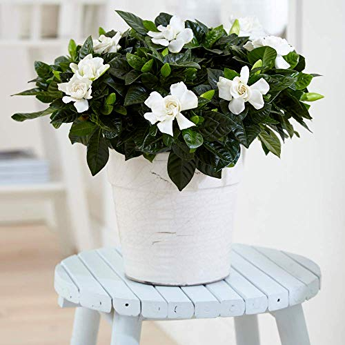 Gardenia Jasminoides Jasmin du Cap Plante d'intérieur odorante fournie dans pot 12 cm