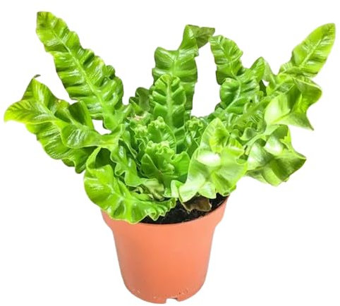 Planta Natural Asplenium Nido de Ave Exótica y Fácil de Mantener