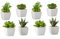Dcasa - Pack 8 Cactus Artificial plástico 10 cm Maceta de Porcelana.