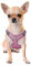 Katzengeschirr Set mit Leine ausbruchsicher - Antizug Geschirr mit Brustring Mesh Hundegeschirr Sicherheitsgeschirr für Katzen & kleine Hunde Pink XS