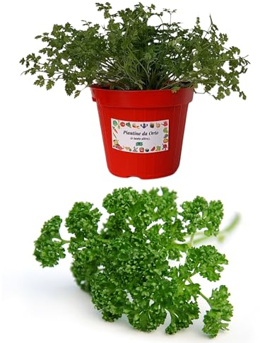 P. Piantine da Orto | Prezzemolo Riccio, Pianta in Vaso Diametro 14 cm, Pianta Pronta per il Trapianto, Pianta Vera da Esterno, Piantina Aromatica per Balcone o Terrazzo, Vivaio Italiano