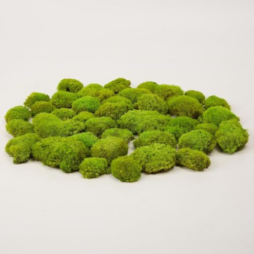 prefleur konservierte Pflanzen Stange Mooskissen Dutt Kissen Natur Grün Dekorativ Echt Natur Grün DIY Kit Terrarien Gartenarbeit Kunst Wanddekoration Florist Dekor (Green-e, 1.5 sq.ft.)
