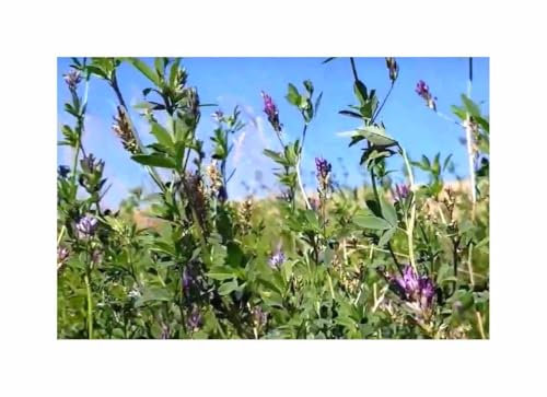 250 g Luzerne Ewiger Klee Garten Pflanzen - Samen F-S18 - Seeds & Plants Shop by Ipsa