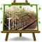 Olivier Olivenbaum Oliven Leccio del Corno - Obstpflanze Baum max 160-3 Jahre Anbau Italien