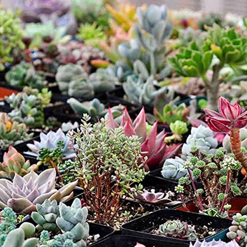 Haloppe 150 Unids Semillas de Plantas Suculentas para la Plantación de Jardín en Casa, Semillas de Plantas Perennes Suculentas Raras Jardín de Casa Balcón Bonsai Decoración Semillas suculentas