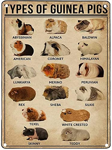 Meerschweinchen Wissen Metall Poster Arten von Meerschweinchen Metall Blechschild Schule Bauernhof Café Schlafzimmer Badezimmer Küche Zuhause Kunst Wanddekoration Plakette
