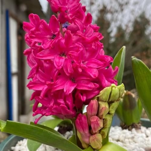Hyazinthen zwiebeln, hyazinthen knollen kaufen,duftend, winterhart, einfach zu züchten, Blumenzwiebeln, Grünpflanzen, Garten, große Blumen-8zwiebeln-B