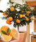 Portal Cool 20 Edible orange Frucht-Baum Frische Samen, Startseite Bonsai Citrus Orange Tree Seeds