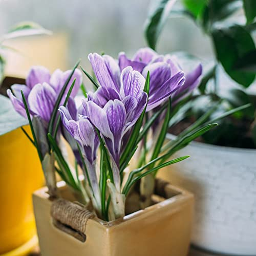 15 Stück krokus zwiebeln lila krokusse zwiebeln winterhart mehrjährig safran blumenzwiebeln frühblüher garten pflanzen winterharte frühlingsblumen zwiebeln gartenpflanzen garten blumen