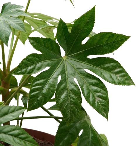 Fatsia Japonica - Aralia - Planta Resistente y de Poco Riego Ideal para Interior o Exterior