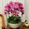 100 Samen/pack Japanische Radiata Samen weißer Reiher Orchid Seeds Welt Seltene Orchideen-Arten Weiße Blumen Orchidee Garten Pflanze Pflaume