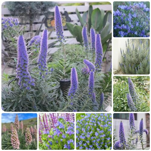 400 pcs blumensamen natternkopf samen balkon deko exotische garten pflanzen pflanzensamen samen blumen blumensamen geschenk gartenpflanzen wildblumensamen topfpflanzen balkonblumen