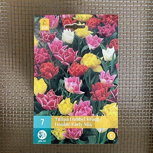 Tulpenzwiebeln Mischung Weiß, Orange, Rot und Gelb - Blumenzwiebeln, mehrjährig & robust- Frühe Tulpe Mischung - 7 Tulpen-Zwiebeln von Garten Schlüter - Pflanzen in Top Qualität
