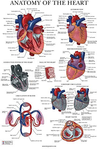 Palace Learning Poster Anatomie, laminiert, 45,7 x 68,6 cm
