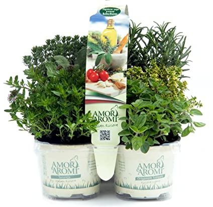 Erbe Aromatiche in Vaso Set di 6 Piante (vaso 9 cm): Rosmarino, Timo, Origano, Menta, Santoreggia, Lavanda/Erba cipollina