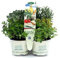 Erbe aromatiche in vaso (6)