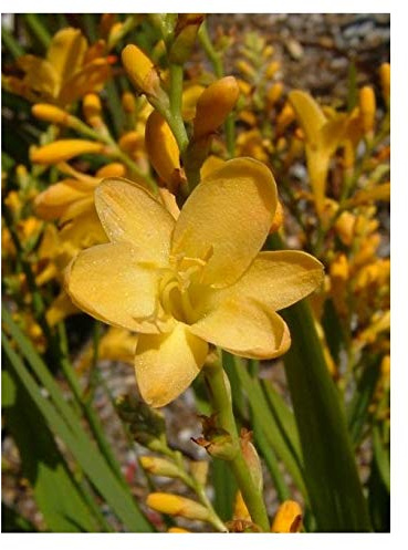 Crocosmia Citronella ex 2 Litre Pot