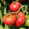 Rose Crush F1 Tomate 6 Samen - aromatische Fleischtomate, braunfäuleresistent