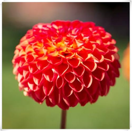Dahlia Pompon, Winterhartes Pflanzen, Dahlien knollen, Dahlien Knollen Groß, Romantische Dahlie, Dahlien Knollen Winterharte MehrjäHrig-2 Zwiebeln-B