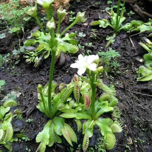 Venusfliegenfalle - pflanzensamen zimmerpflanzen Dionaea muscipula - stauden winterhart mehrjährig grünpflanzen balkonpflanzen 50pcs