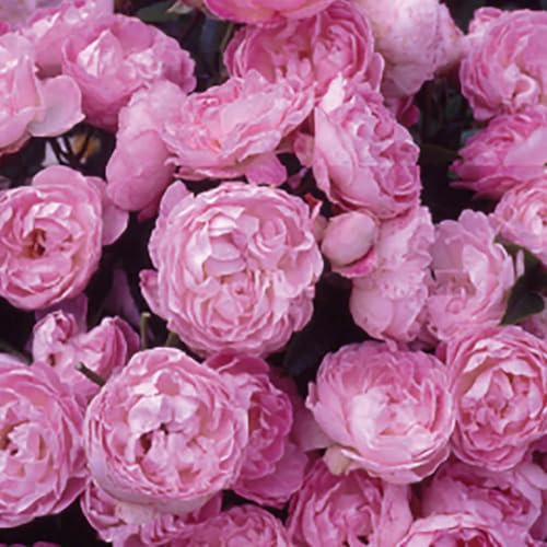 YouGarden Harkness Roses Mary's Rose, Established Patio Bush Rose in a 4 Litre Pot, Ready to Plant, Fragrant Flowers to Plant in Pots, Beds, and Borders, Summer to Autumn Flowering