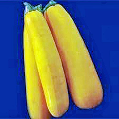 Squash Samen, golden Zucchini Squash, Erbstück, Organisch, 100 Samen, Nicht ohne Gentechnik
