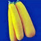 Squash Samen, golden Zucchini Squash, Erbstück, Organisch, 100 Samen, Nicht ohne Gentechnik