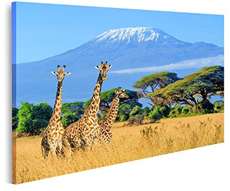 islandburner Bild auf Leinwand Drei Giraffen Nationalpark Kenia Kilimandscharo Berg Hintergrund Afrika Bilder Drucke Kunst Poster Wandbild