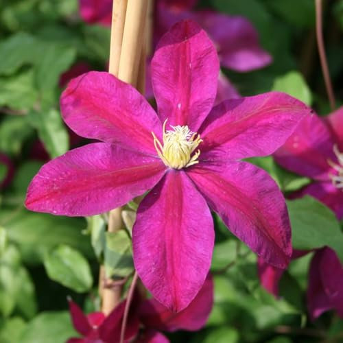 Carbeth Plants 1 x Clematis Sunset Climbing Plant in 9cm Pot - Red Summer Flowering Garden Ready Shrub - Deciduous Outdoor Climber for Walls, Fences or Trellis