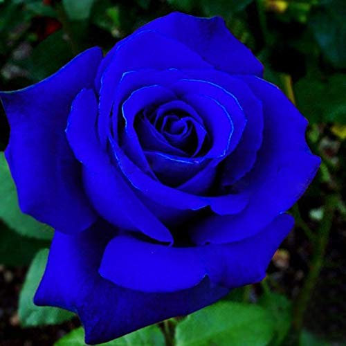 100 Pièces Graines de Rose Bleu, Rosiers à Planter Exterieur, Graines Fleurs à Semer, Graine de Fleurs de Rosier Bleu pour Jardin et Balcon, Facile à Planter, Rapide à Gemmer