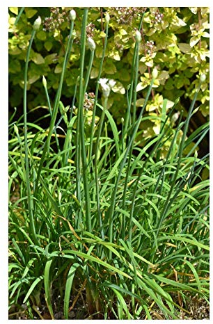 PREMIER SEEDS DIRECT - GARLIC/CHINESE CHIVES - 500 SEEDS - ORGANIC