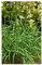 PREMIER SEEDS DIRECT - GARLIC/CHINESE CHIVES - 500 SEEDS - ORGANIC