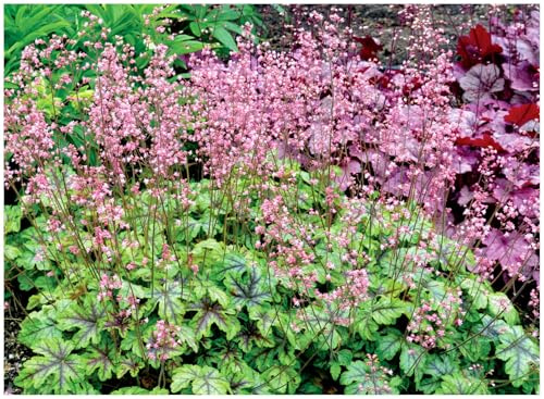 Stauden Gänge 1 x Heucherella Hybride 'Tapestry' Purpurglöckchen/Heuchera | Purpurner Bodendecker für Halbschatten bis Schatten, Blüte Mai bis Juli, mehrjährig, 1 L Topf (11x11 cm)