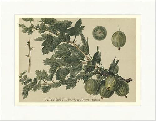 Biller Antik Las mejores variedades de frutas pomología verde mono grosella espinosa arbusto 24