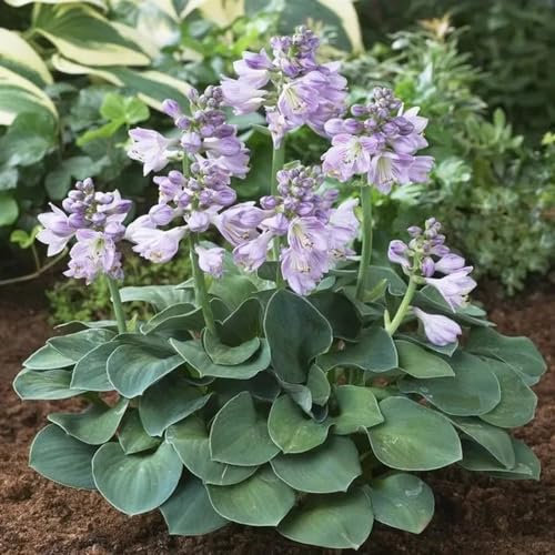 50 pcs Funkien Pflanze Winterhart Samen Wohnzimmer Deko, Blumenwiese Samen, Hosta Plantaginea, Hochbeet Samen Wiesensaatgut Deko Wohnzimmer Modern Winterharte Pflanzen Für Garten