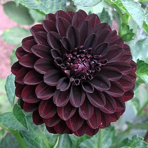 Dahlia Bulbs for Planting,Dahlia Tubers UK,Flowering Rhizome,Excellent Display Indoor Perennial Balcony Garden Bulbs,Dahlia Bulbs Mix-2bulbs-E