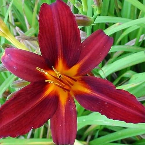 6 x Hemerocallis 'Flaming Sword' - Daglilja 'Flaming Sword' - Krukstorlek 9 cm x 9 cm
