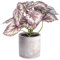 Rex Begonia Lot de 12 pots en plastique avec pot en ciment 9,5 x 9 cm Env. 22 cm Vert/rose