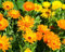 POT caléndula, 107 SEMILLAS CALENDULA BRIGHT naranja-amarillo-bicolored + flores dobles