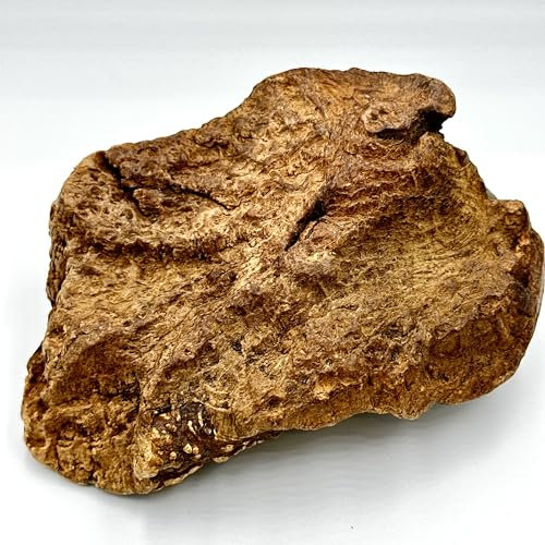 Olive Wood Dog Chew Root – Medium Natural Chewing Toy for Medium Dogs & Puppies | Long-Lasting & Splinter-Free Dental Stick | Safe Dog Wood Chew for Oral Care & Daily Chewing