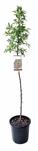 Nogal común Natural - Juglans Regia - Árbol Frutal para tu Jardín