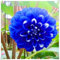 Dahlia Pompon, Dahlien Knollen Groß, Romantische Dahlie, Winterhartes Pflanzen, Dahlien knollen, Dahlien Knollen Winterharte MehrjäHrig-2 Zwiebeln-B