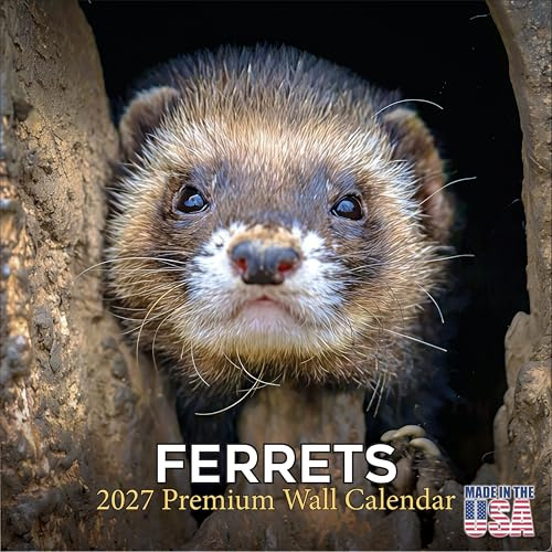 Kalender 2025 2026 Frettchen – niedlicher Tier-Monats-Wandkalender, 16 Monate, 30,5 x 61 cm, Wildtier-Planer, dickes Papier, großes Raster, begabbarer Tierkalender für Lehrer, Zuhause, Büro
