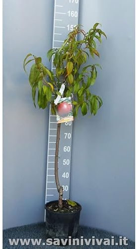 SAVINI VIVAI Pfirsichbaum, Venusfruchtpflanzen, Pfirsichbaum im Topf, 22–24 cm, 2–3 Jahre, Höhe 130–150 cm, hergestellt in Italien