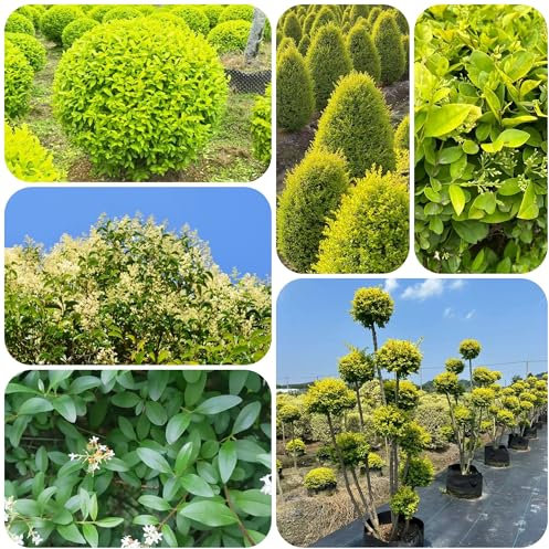 semi di ligustro - bonsai semi da giardino piante verdi piante di siepe di ligustro piante resistenti in vaso per giardino da balcone piante perenni resistenti piante 50pcs