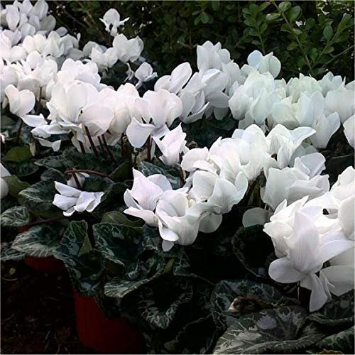 OFFERTA 3 PIANTE DI CICLAMINI BIANCHI VASO 10CM PIANTE DA ESTERNO